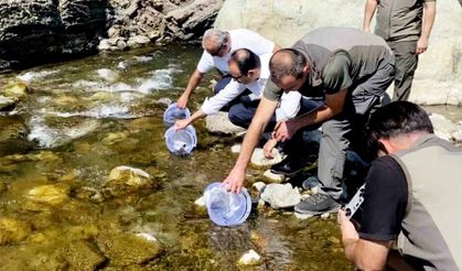 İLİŞİ ÇAYI'NA 15 BİN ALABALIK SALINDI