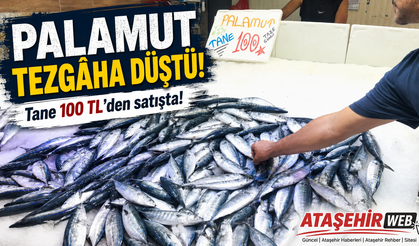 Palamut Tezgâha Düştü!