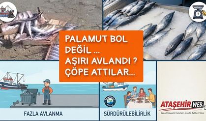 Palamut Neden "Çöp" Oluyor?