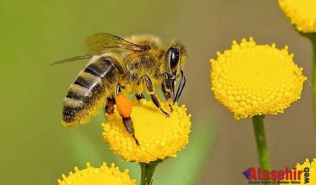 Arıların yok oluşu zincirleme bir çöküşe sebep olur!
