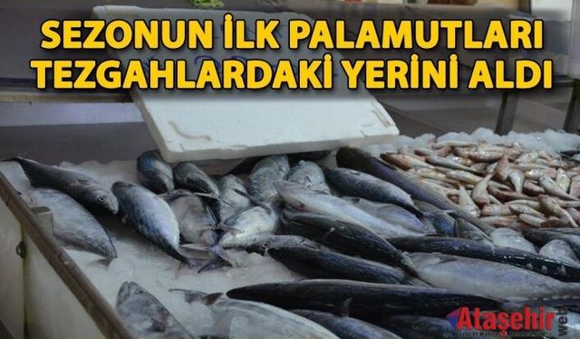 Sezonun İlk Palamutları Sinop Tezgâhlarında