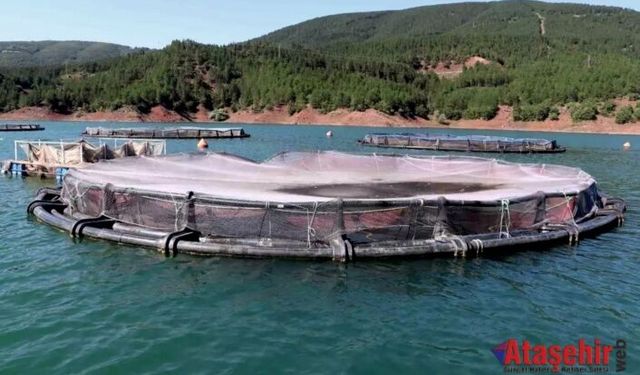 Tokat’tan Dünyaya: Almus’un Balıkları 29 Ülkeye İhraç Ediliyor