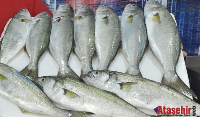 Sinop’ta Balıkçılar Denize Açıldı: Palamut ve Lüfer Cep Yakıyor