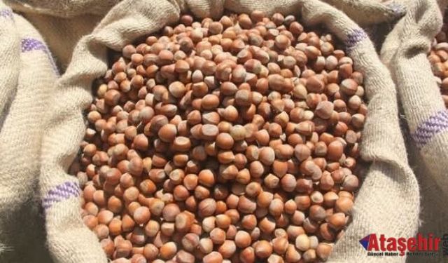 Fındık Üreticisine Güvence: Alım Fiyatı Brüt 370 TL, Net 362 TL