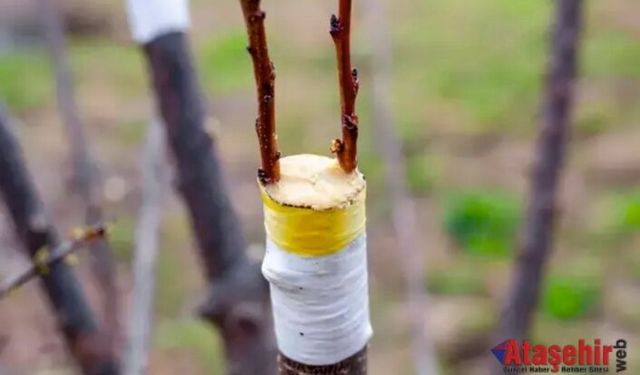 HANGİ AĞAÇ; HANGİ AĞACA AŞILANIR