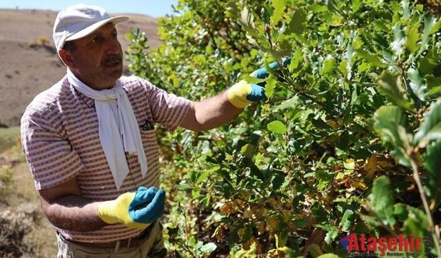 Hasan Kaymaz’ın 21 Yılldır çorak araziyi yeşertiyor