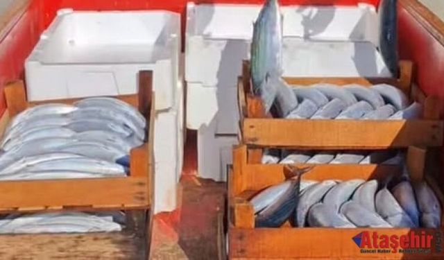 Sinop’ta Palamut Bereketi: Kooperatif Kasaları Doldu, Gözler Cide’de