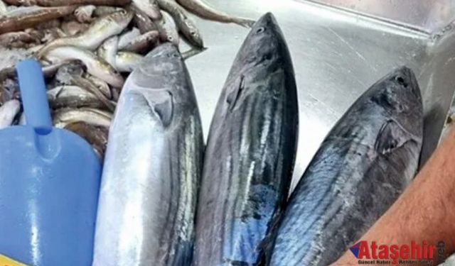 SİNOP’TA TORİK BEREKETİ: DENİZLER UMUT VERİYOR