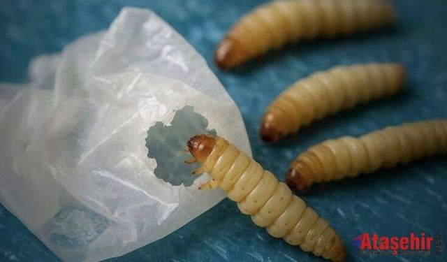 Doğadan Gelen Çözüm: Balmumu Kurdu Tırtılları Plastik Yiyor!