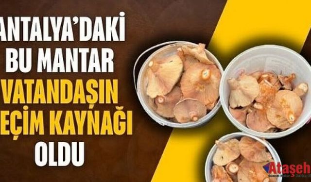 Doğal Mantar Vatandaşın Geçim Kaynağı Oldu