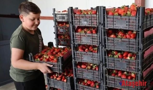 Ovacık Çileği Dünya Pazarında Talebe Yetişemiyor!