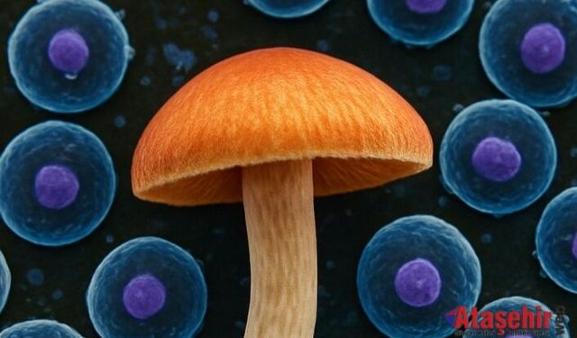 Psilosibin İnsan Hücrelerinin Ömrünü %50’ye Kadar Uzatabiliyor