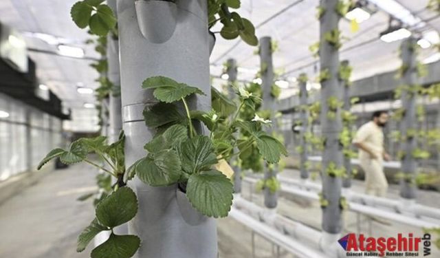 Topraksız Dikey Tarım: Geleceğin Üretim Modeli Türkiye’de Hayata Geçiyor