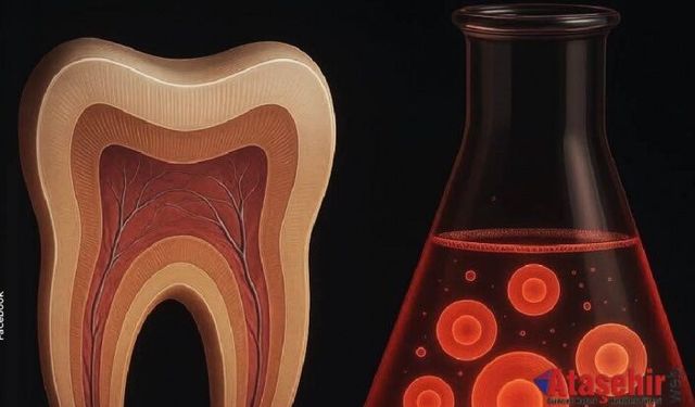 Yirmi Yaş Dişleri, Parkinson ve Alzheimer Tedavisinde Umut Olabilir