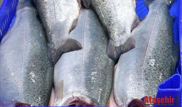 Dünya'ya 11 Ayda 164 Milyon Dolarlık Türk Somonu İhracatı