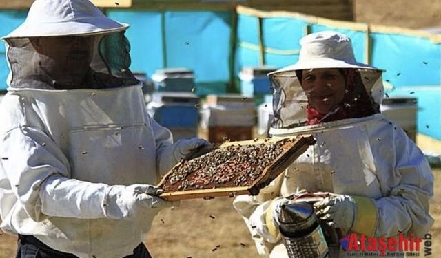 Anzer Balında Büyük Alarm: 10 Ton Üretiliyor, 100 Ton Satılıyor!