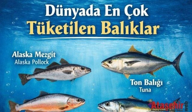 Dünyada En Çok Tüketilen Balıklar