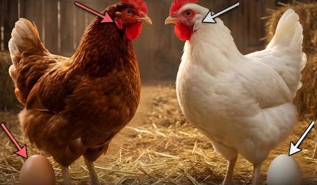 Yumurtanın Rengi Nerede Gizli?