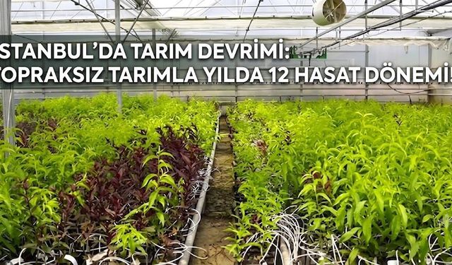 İstanbul'da Tarım Devrimi: Topraksız Tarımla Yılda 12 Hasat Dönemi!