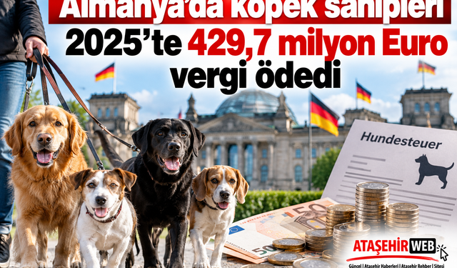 Almanya'da köpek sahipleri 2025’te 429,7 milyon Euro vergi ödedi