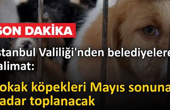 İstanbul Valiliği’nden 39 İlçeye "Sokak Köpeği" Talimatı:
