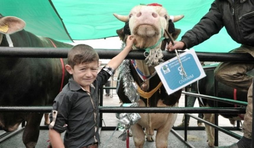 Beykoz Kurbanken Fotoları 2014