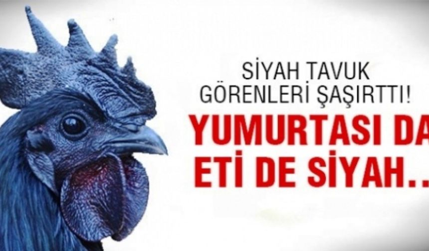Eti, Yumurtası Siyah, Kara Tavuk, Ayam Cemani,