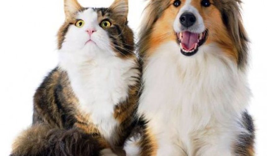 Hayvan Fotoları 2015