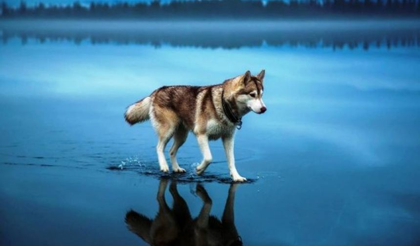 Kurt Köpeği, Göl Manzarası