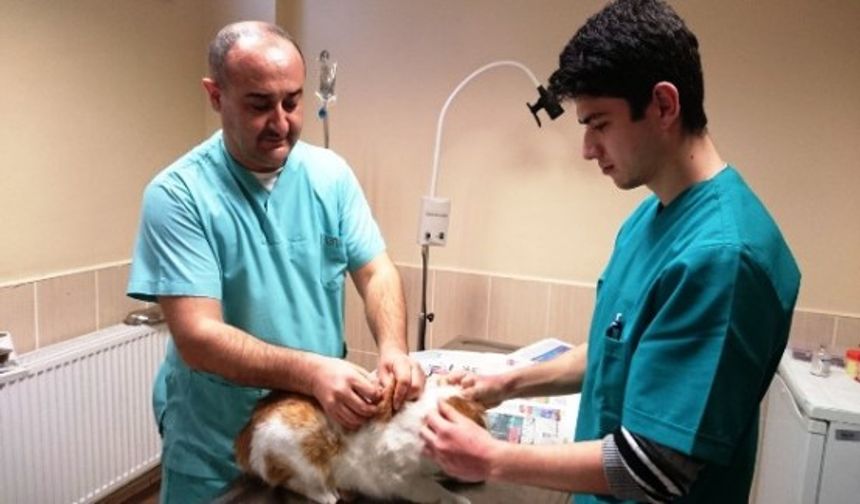 Maltepe'de Sokak Hayvanlarına Veterinerlik Hizmeti