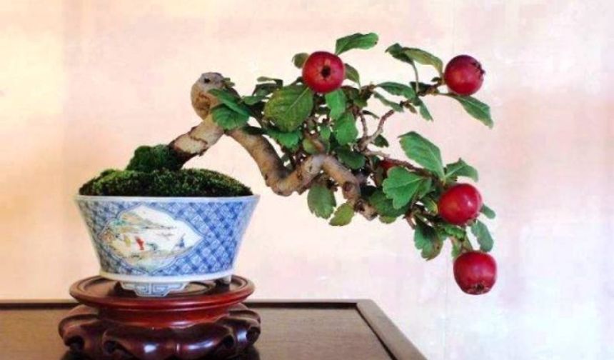 Minyatür, Bodur Meyve Ağaçları