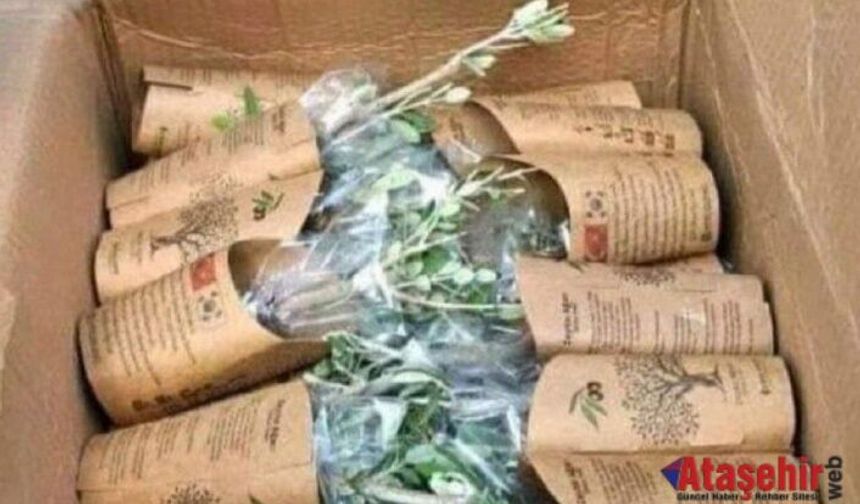 Güney Kore’den Hatay’a 3043 Zeytin Fidanı: Şehitlerimizin Anısına