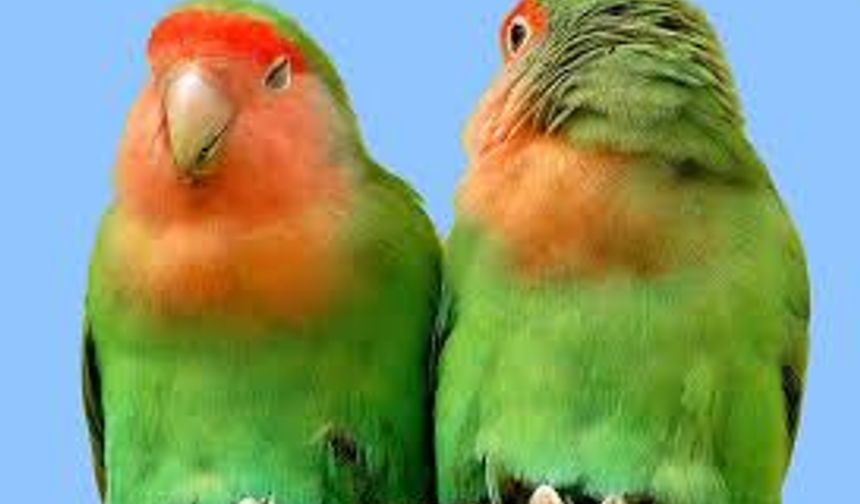 evcil sultan papagani ariyorum