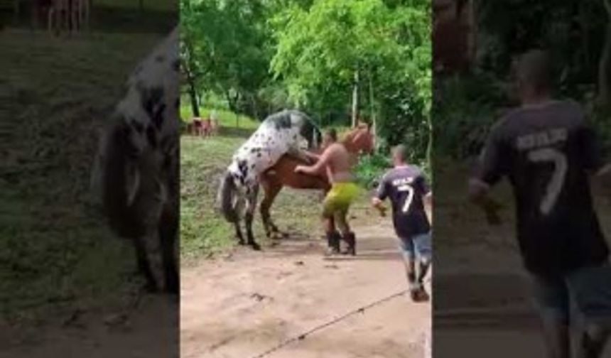 At Çiftliğinde Atlar Çiftleştiriliyor,