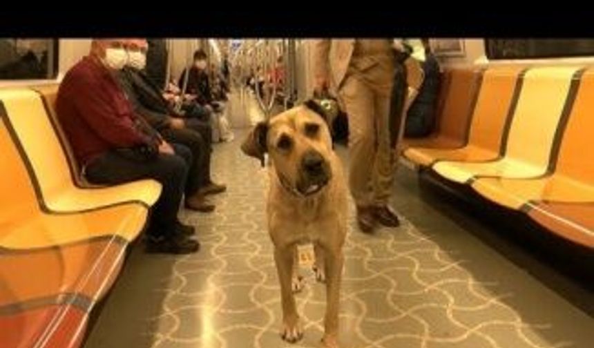 Boji bir günde 29 durak gezdi