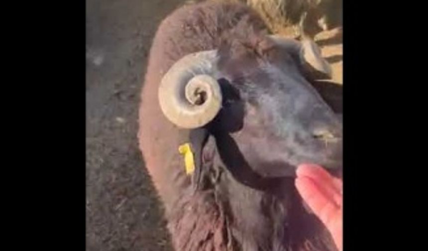 Çoban ile Kara Osman İsimli Koyunun Dostluğu ne güzel