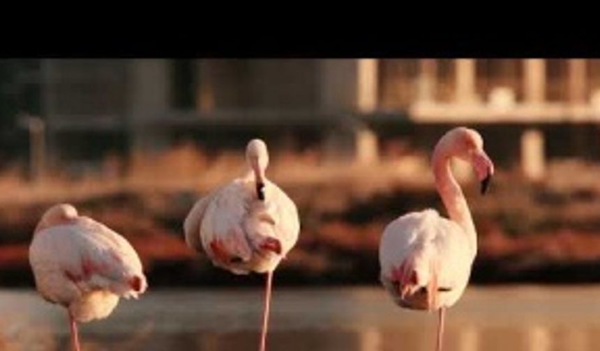 Gediz UNESCO Videosu_Tarkan 2019