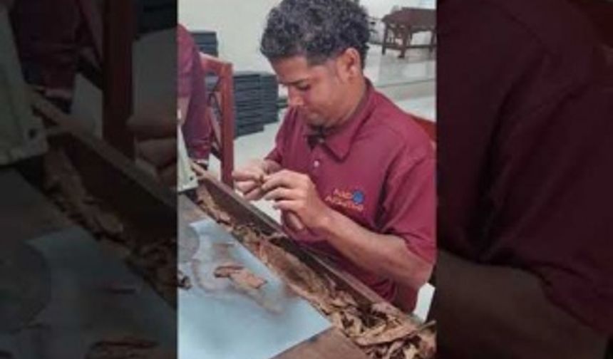 Havana Purosu sarımı nasıl yapılır