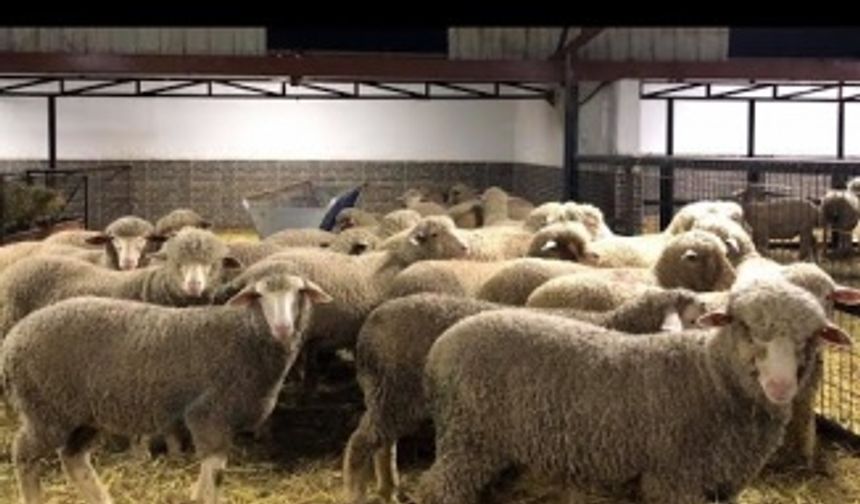 Karacabey, Merinos Çiftliği