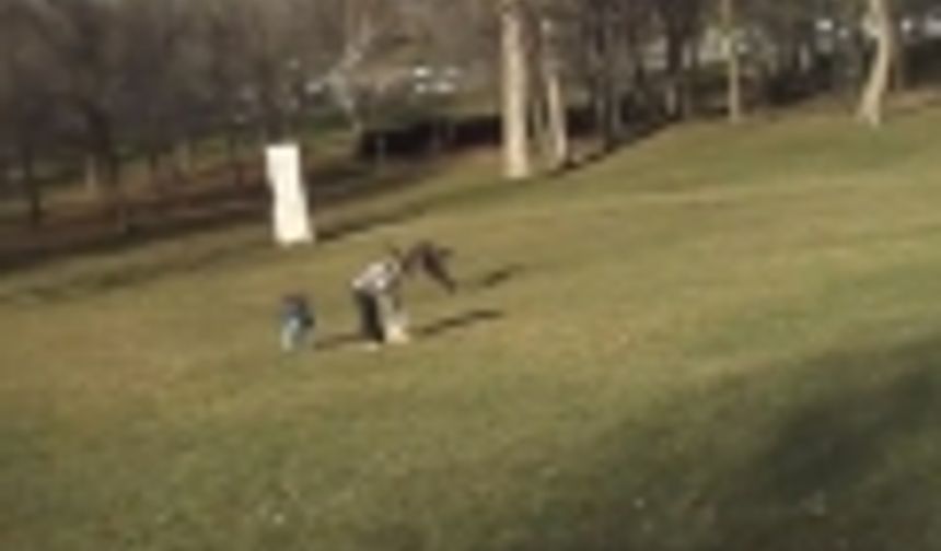 Kartal çocuğu kaçırmaya çalıştı