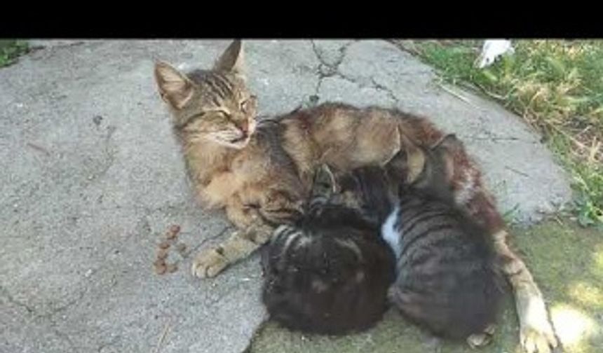 Kedi Yavruları Annelerini Emiyor