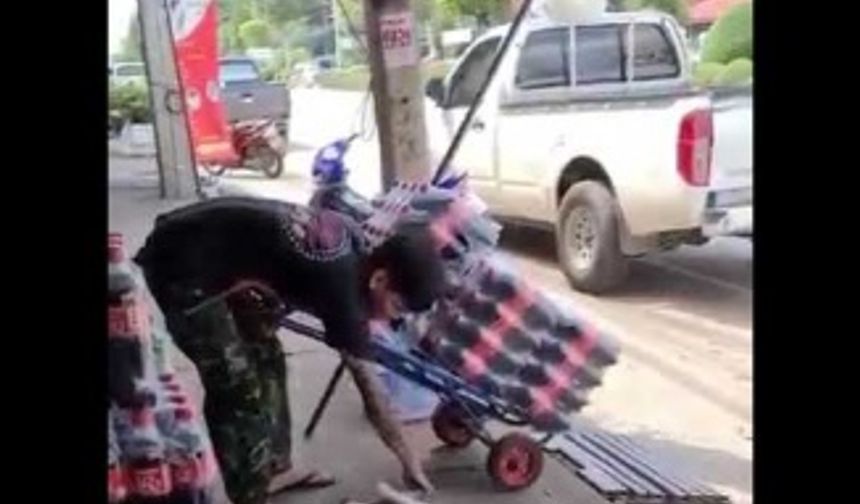 Kedicik yol ver de geçelim