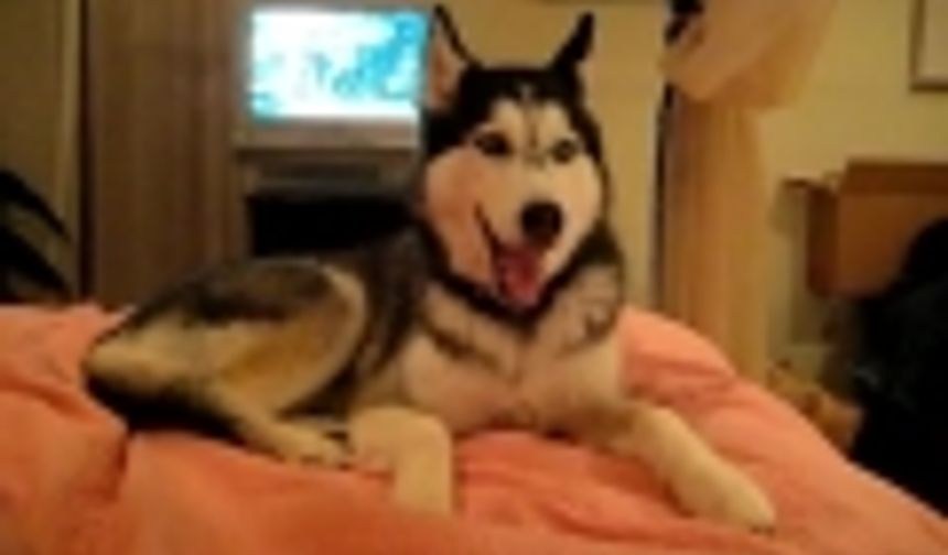 Bu köpek konuşuyor