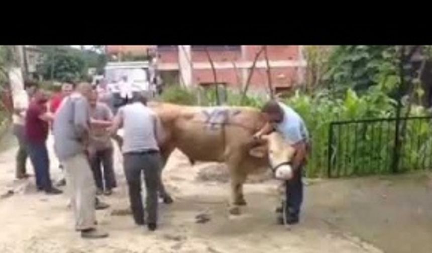 Kurban Keserken Nelere Dikkat Etmeliyiz Kurban Nasıl Yatırılır