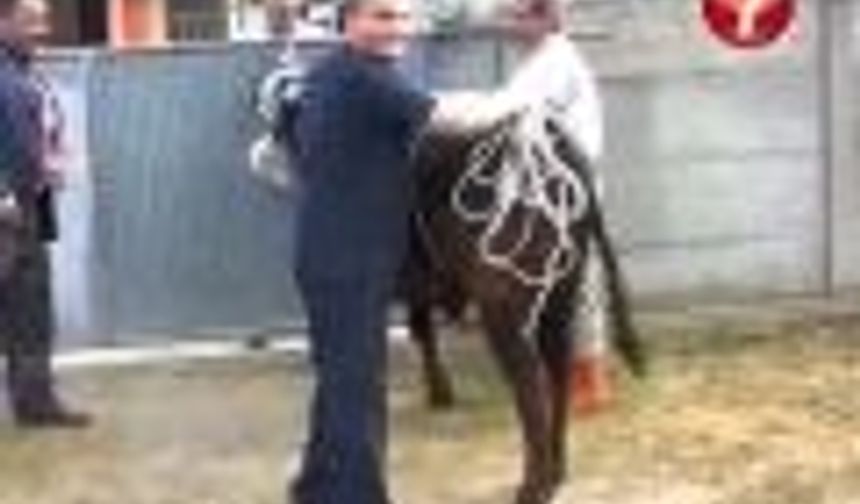 Kurbanlık Tosun Nasıl Yıkılır, 2014