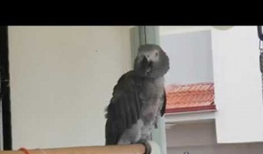 Papağanın Söyledikleri sizleri şaşırtacak