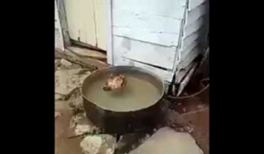 Tavuk Ölü Taklidi Yapıyor