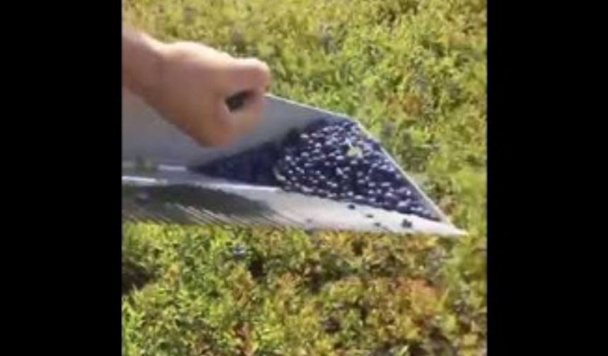 Yaban Mersin Nasıl Toplanır