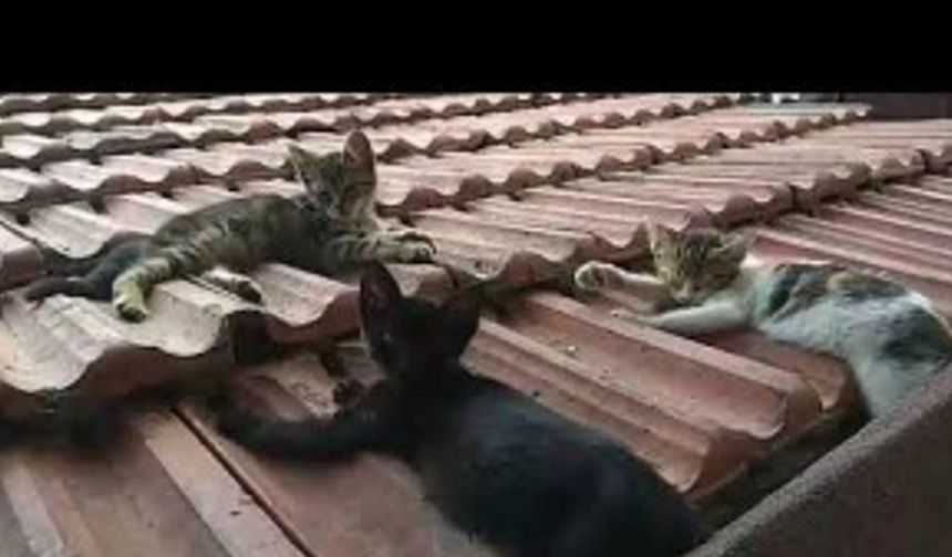 Yenisahra'da Minnoşlar Sıcaktan Sıkılmış Çatıda Yatıyor