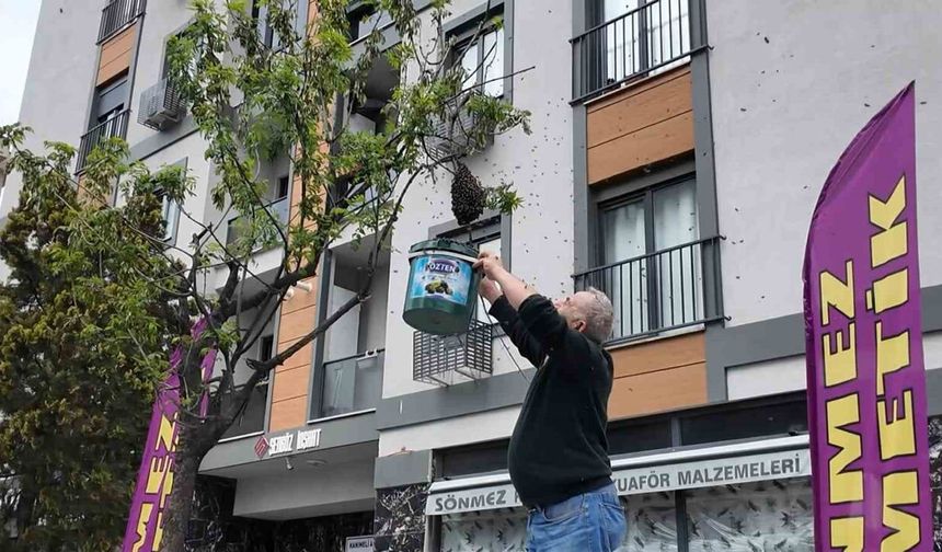Şehrin Göbeğinde Arı İstilası Değil, "Misafirliği"